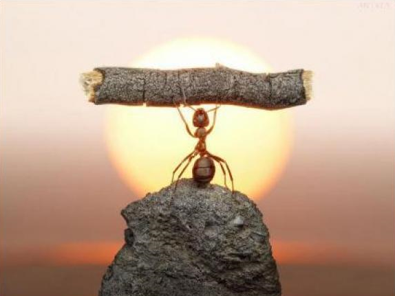 Una hormiga levantando un palo por encima de su cabeza, alineada contra el telón de fondo de un sol poniente.